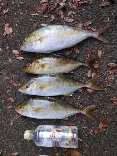 ショゴの釣果