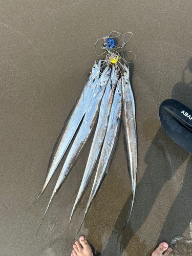 タチウオの釣果