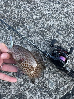 オオモンハタの釣果