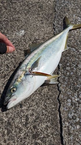 イナダの釣果