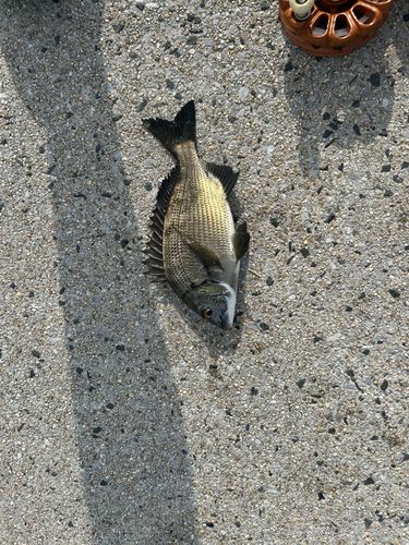 チヌの釣果