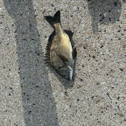 チヌ