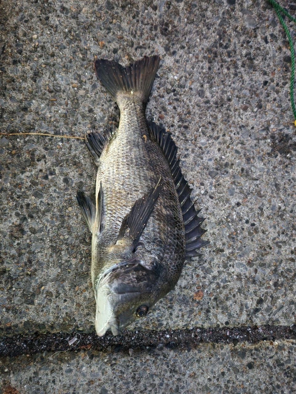 クロダイ