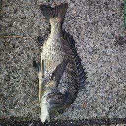 クロダイ
