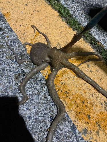 舞鶴湾