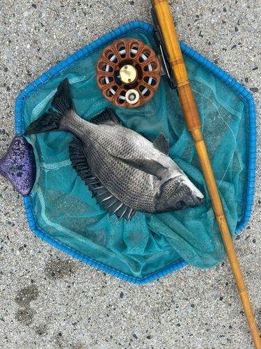 チヌの釣果