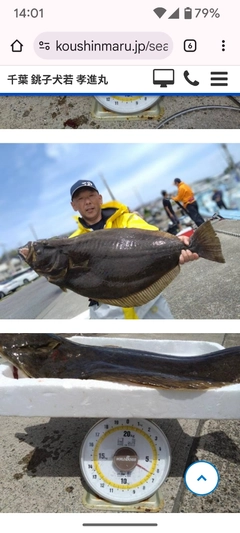 ヒラメの釣果