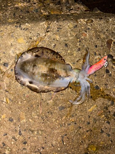 アオリイカの釣果
