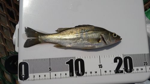 磯子海づり施設
