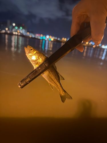 釣果