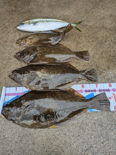 ヒラメの釣果