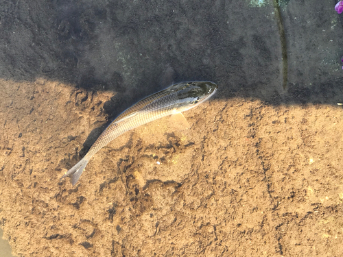 ニゴイの釣果