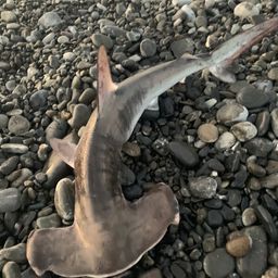 ハンマーヘッドシャーク