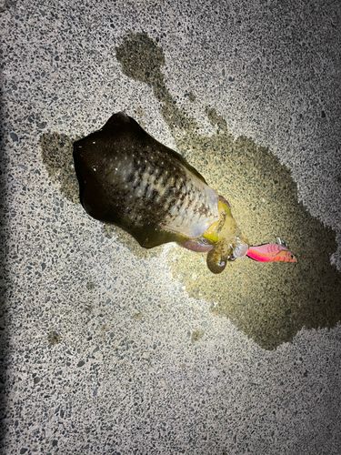 海釣り公園みかた