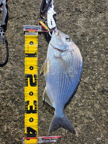 ヘダイの釣果
