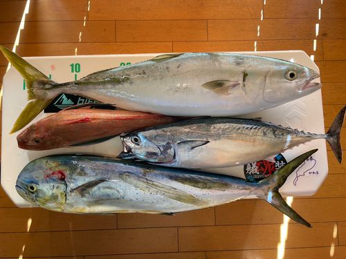 イナダの釣果