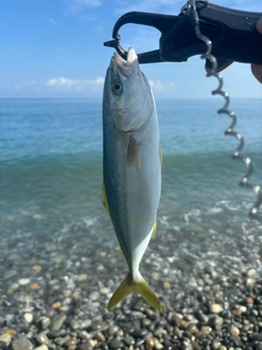 ワカシの釣果