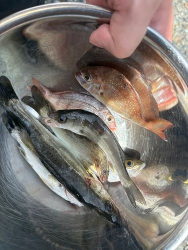 キスの釣果