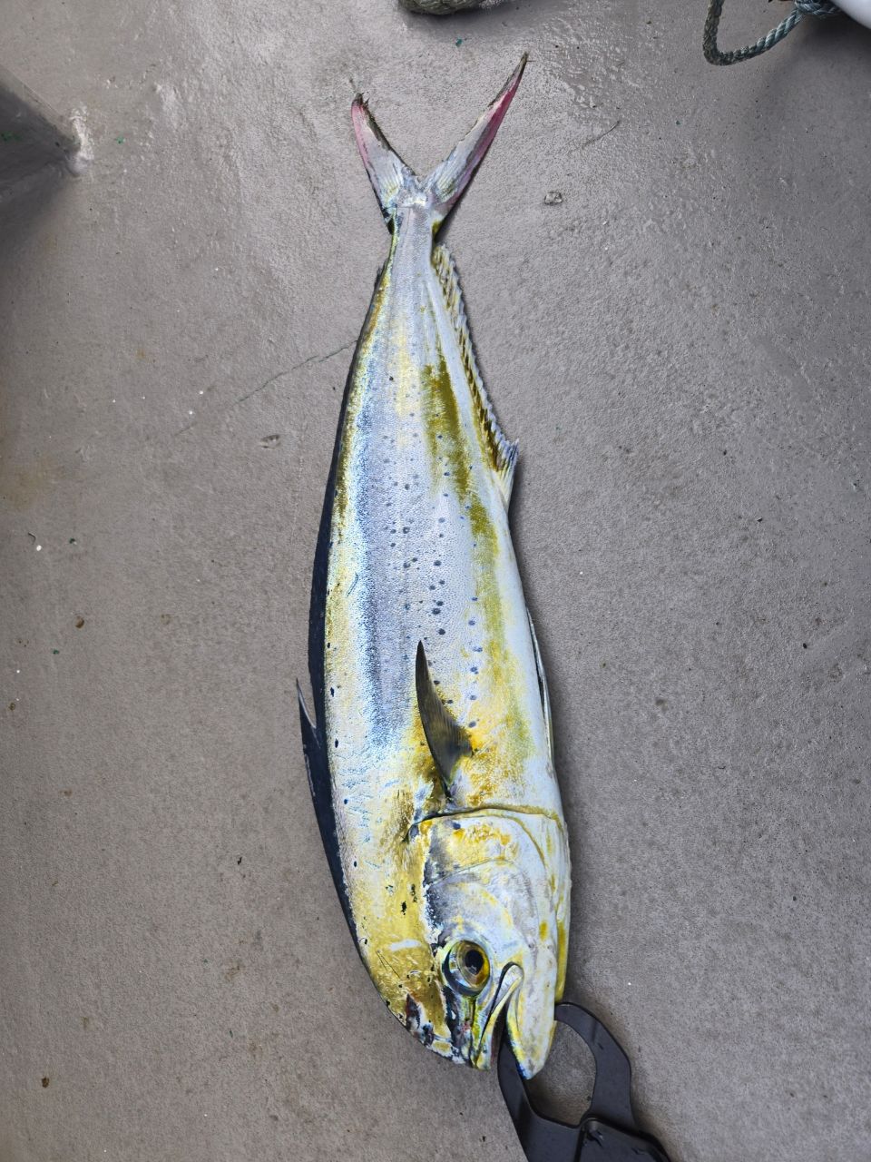 くらんべるさんの釣果 1枚目の画像