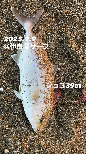 伊良湖サーフ