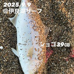 ショゴ