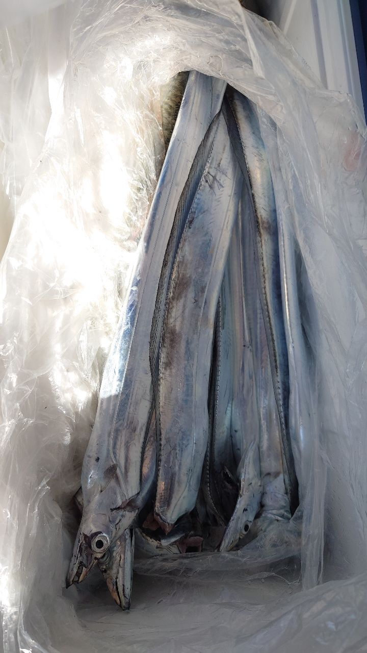 ケロリン🐸さんの釣果 2枚目の画像