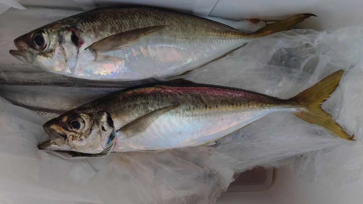 ケロリン🐸さんの釣果 3枚目の画像