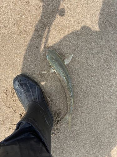 県北サーフ