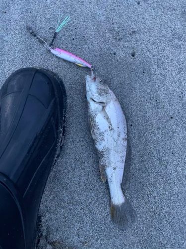 ニベの釣果