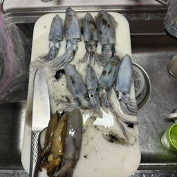 アオリイカ