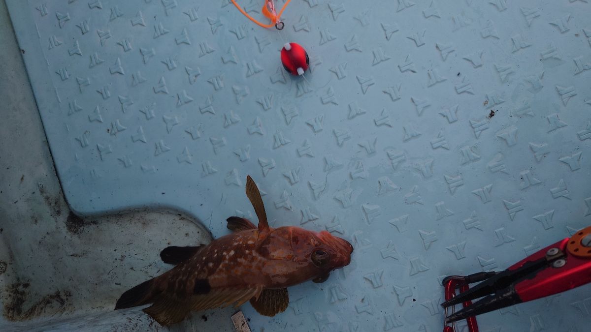 ケロリン🐸さんの釣果 2枚目の画像