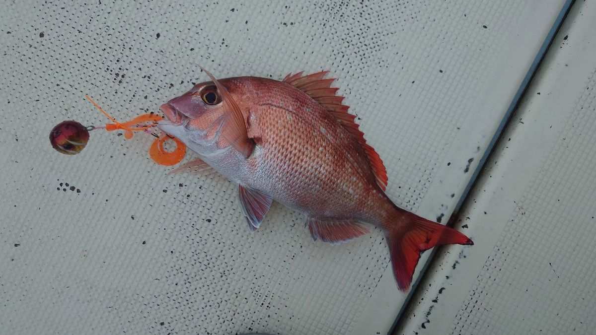 ケロリン🐸さんの釣果 3枚目の画像