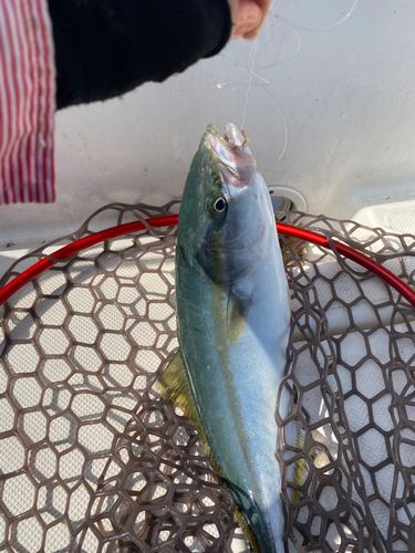 イナダの釣果
