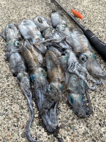アオリイカの釣果