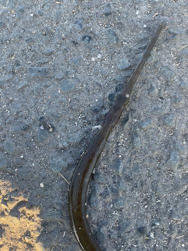 ヤガラの釣果