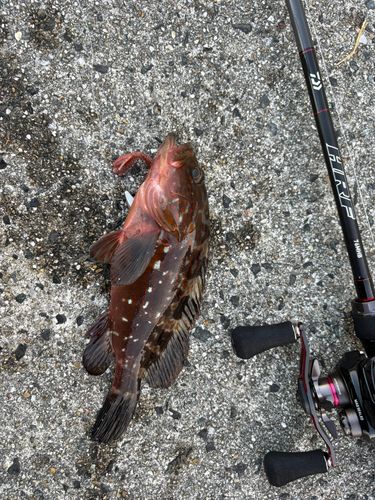 タケノコメバルの釣果