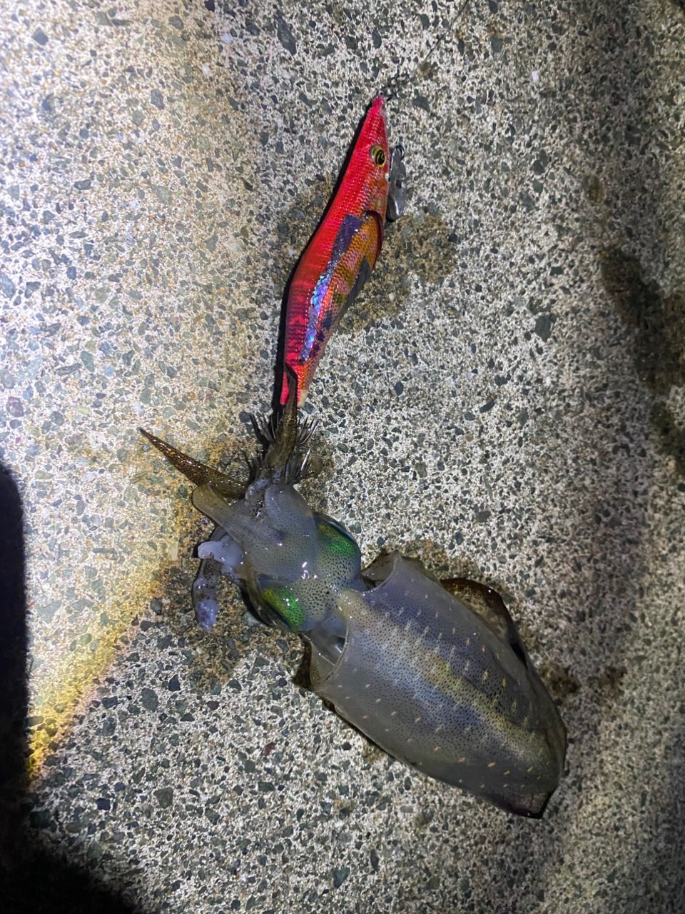 アオリイカ