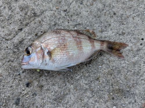 タイの釣果