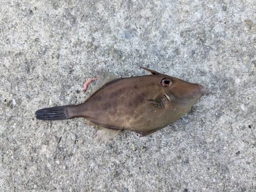 ウマヅラハギの釣果