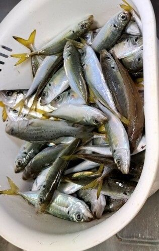 八代海
