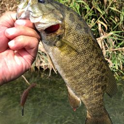 スモールマウスバス