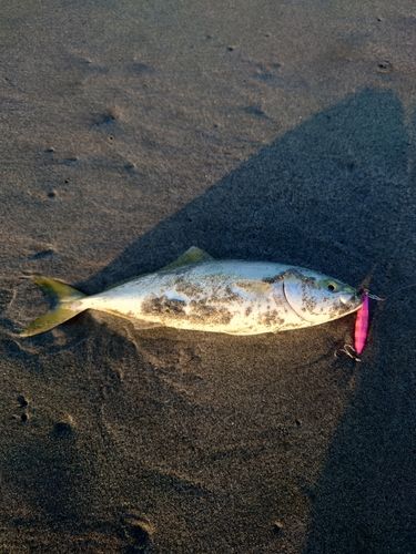 大倉戸海岸
