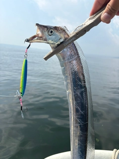 タチウオの釣果