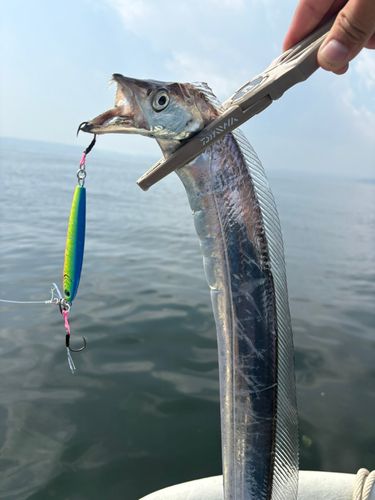 タチウオの釣果