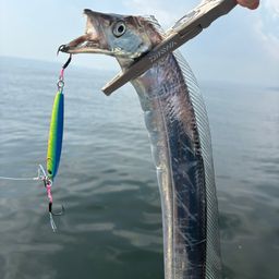 タチウオ