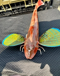 ホウボウの釣果