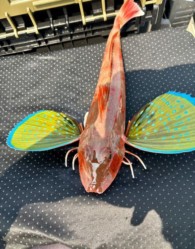 ホウボウの釣果