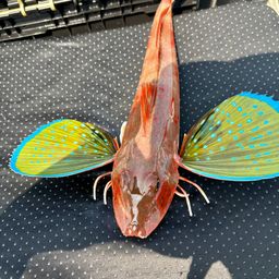 ホウボウ