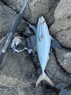 イナダの釣果
