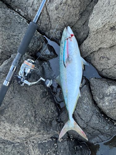 イナダの釣果